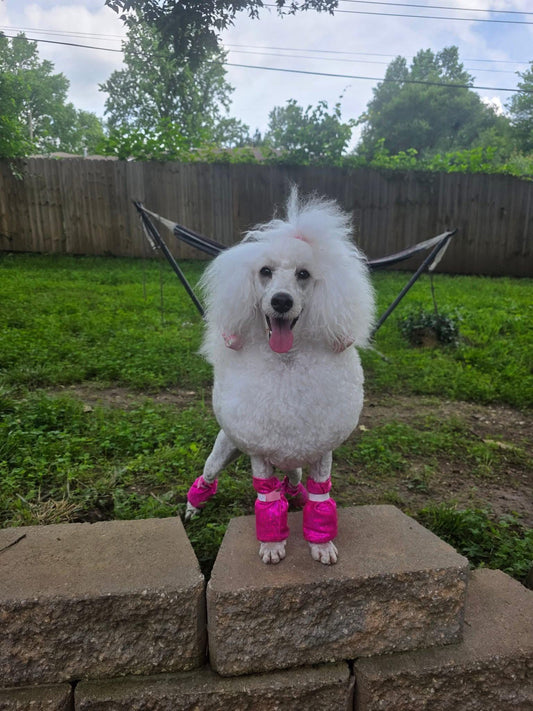 Waterproof Standard Poodle Leggings, set of 4